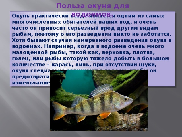 Польза окуня для водоемов. Окунь практически везде является одним из самых многочисленных обитателей наших вод, и очень часто он приносит серьезный вред другим видам рыбам, поэтому о его разведении никто не заботится. Хотя бывают случаи намеренного разведения окуня в водоемах. Например, когда в водоеме очень много малоценной рыбы, такой как, верховка, плотва, голец, или рыбы которую тяжело добыть в большом количестве – карась, линь, при отсутствии щуки, окуня специально запускают в водоем, чтобы он предотвратил чрезмерное размножение и измельчание нехищных рыб.  