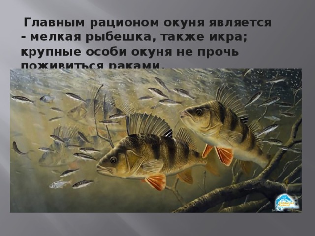   Главным рационом окуня является - мелкая рыбешка, также икра; крупные особи окуня не прочь поживиться раками. 