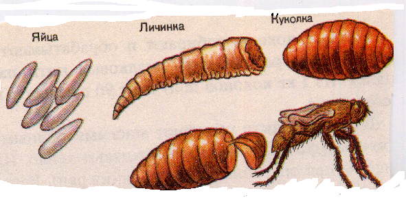 Куколка стадия развития. Яйцо личинка куколка комар. Яйца личинки куколки комаров. Стадии развития насекомых куколка личинка. Яйцо личинка куколка Имаго.