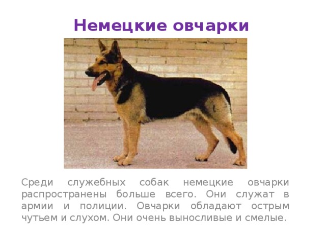 Немецкие овчарки Среди служебных собак немецкие овчарки распространены больше всего. Они служат в армии и полиции. Овчарки обладают острым чутьем и слухом. Они очень выносливые и смелые. 