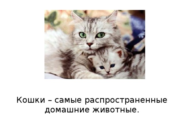 Кошки – самые распространенные домашние животные.   