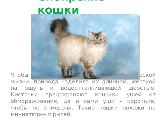 Сибирские кошки Чтобы выжить в суровых условиях сибирской жизни, природа наделила их длинной, жесткой на ощупь и водоотталкивающей шерстью. Кисточки предохраняют кончики ушей от обмораживания, да и сами уши – короткие, чтобы не отмерзли. Такие кошки похожи на миниатюрных рысей. 