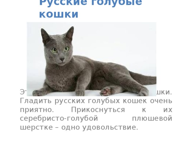 Русская голубая кошка описание
