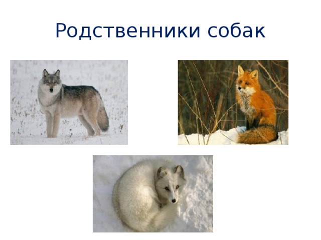 Родственники собак 