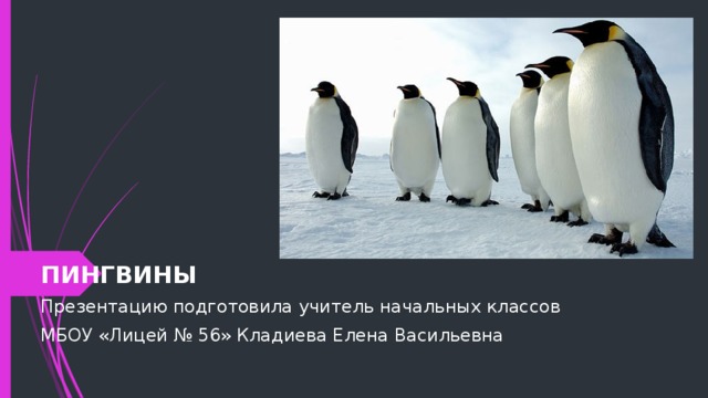 ПИНГВИНЫ Презентацию подготовила учитель начальных классов МБОУ «Лицей № 56» Кладиева Елена Васильевна 