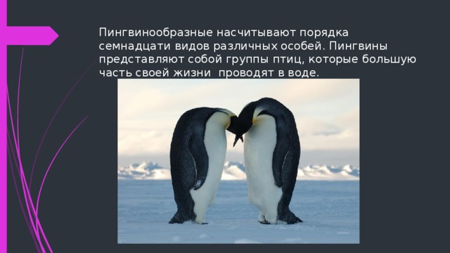 Пингвинообразные насчитывают порядка семнадцати видов различных особей. Пингвины представляют собой группы птиц, которые большую часть своей жизни  проводят в воде. 