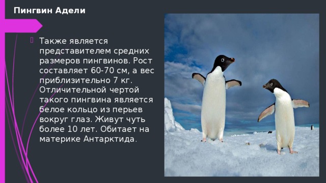 Где обитает пингвин материк. Пингвин Адели интересные факты. Пингвины презентация. Средний рост пингвина. Пингвины Адели презентация.