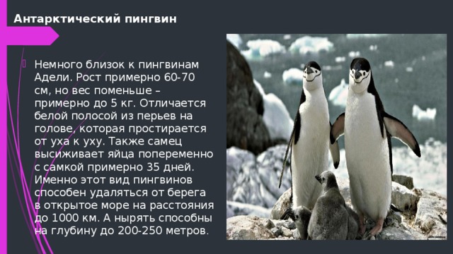 Антарктический пингвин Немного близок к пингвинам Адели. Рост примерно 60-70 см, но вес поменьше – примерно до 5 кг. Отличается белой полосой из перьев на голове, которая простирается от уха к уху. Также самец высиживает яйца попеременно с самкой примерно 35 дней. Именно этот вид пингвинов способен удаляться от берега в открытое море на расстояния до 1000 км. А нырять способны на глубину до 200-250 метров . 