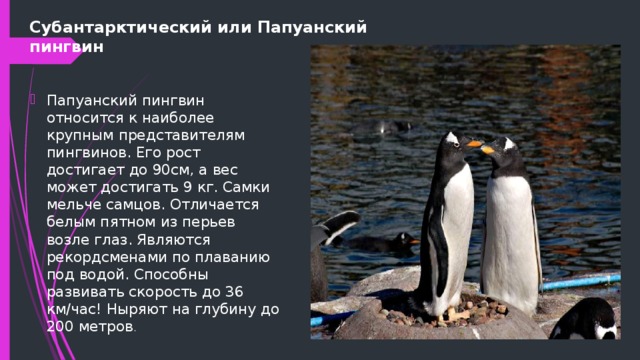 Субантарктический или Папуанский пингвин Папуанский пингвин относится к наиболее крупным представителям пингвинов. Его рост достигает до 90см, а вес может достигать 9 кг. Самки мельче самцов. Отличается белым пятном из перьев возле глаз. Являются рекордсменами по плаванию под водой. Способны развивать скорость до 36 км/час! Ныряют на глубину до 200 метров . 