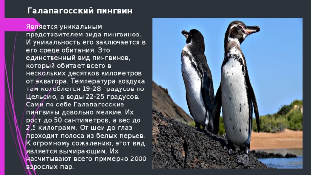 Галапагосский пингвин Является уникальным представителем вида пингвинов. И уникальность его заключается в его среде обитания. Это единственный вид пингвинов, который обитает всего в нескольких десятков километров от экватора. Температура воздуха там колеблется 19-28 градусов по Цельсию, а воды 22-25 градусов. Сами по себе Галапагосские пингвины довольно мелкие. Их рост до 50 сантиметров, а вес до 2,5 килограмм. От шеи до глаз проходит полоса из белых перьев. К огромному сожалению, этот вид является вымирающим. Их насчитывают всего примерно 2000 взрослых пар. 