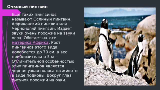 Очковый пингвин Еще таких пингвинов называют Ослиный пингвин, Африканский пингвин или Черноногий пингвин. Издает звуки очень похожие на звуки осла. Обитает на юге материка Африка . Рост пингвинов этого вида колеблется до 70 см, а вес приблизительно 5 кг. Отличительной особенностью этих пингвинов является черная узкая полоса на животе в виде подковы. Вокруг глаз рисунок похожий на очки. 