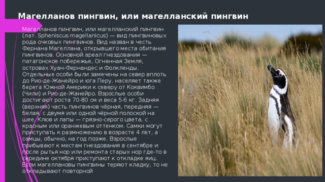 Магелланов пингвин, или магелланский пингвин Магелланов пингвин, или магелланский пингвин (лат. Spheniscus magellanicus) — вид пингвиновых рода очковых пингвинов. Вид назван в честь Фернана Магеллана, открывшего места обитания пингвинов. Основной ареал гнездования — патагонское побережье, Огненная Земля, островах Хуан-Фернандес и Фолкленды. Отдельные особи были замечены на север вплоть до Рио-де-Жанейро и юга Перу. населяет также берега Южной Америки к северу от Коквимбо (Чили) и Рио-де-Жанейро. Взрослые особи достигают роста 70-80 см и веса 5-6 кг. Задняя (верхняя) часть пингвинов чёрная, передняя — белая, с двумя или одной чёрной полоской на шее. Клюв и лапы — грязно-серого цвета, с красным или оранжевым оттенком. Самки могут приступать к размножению в возрасте 4 лет, а самцы, обычно, на год позже. Взрослые прибывают к местам гнездования в сентябре и после рытья нор или ремонта старых нор где-то в середине октября приступают к откладке яиц. Если магеллановы пингвины теряют кладку, то не откладывают повторной 
