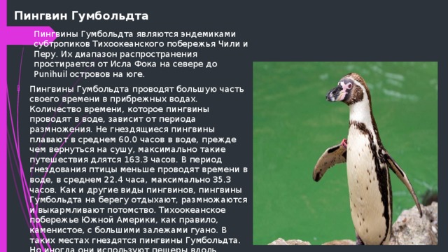 Пингвин Гумбольдта Пингвины Гумбольдта являются эндемиками субтропиков Тихоокеанского побережья Чили и Перу. Их диапазон распространения простирается от Исла Фока на севере до Punihuil островов на юге. Пингвины Гумбольдта проводят большую часть своего времени в прибрежных водах. Количество времени, которое пингвины проводят в воде, зависит от периода размножения. Не гнездящиеся пингвины плавают в среднем 60.0 часов в воде, прежде чем вернуться на сушу, максимально такие путешествия длятся 163.3 часов. В период гнездования птицы меньше проводят времени в воде, в среднем 22.4 часа, максимально 35.3 часов. Как и другие виды пингвинов, пингвины Гумбольдта на берегу отдыхают, размножаются и выкармливают потомство. Тихоокеанское побережье Южной Америки, как правило, каменистое, с большими залежами гуано. В таких местах гнездятся пингвины Гумбольдта. Но иногда они используют пещеры вдоль берега. 