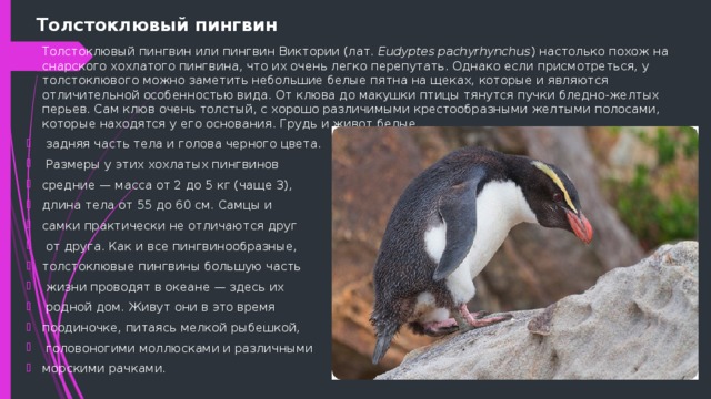 Толстоклювый пингвин Толстоклювый пингвин или пингвин Виктории (лат. Eudyptes pachyrhynchus ) настолько похож на снарского хохлатого пингвина, что их очень легко перепутать. Однако если присмотреться, у толстоклювого можно заметить небольшие белые пятна на щеках, которые и являются отличительной особенностью вида. От клюва до макушки птицы тянутся пучки бледно-желтых перьев. Сам клюв очень толстый, с хорошо различимыми крестообразными желтыми полосами, которые находятся у его основания. Грудь и живот белые,  задняя часть тела и голова черного цвета.  Размеры у этих хохлатых пингвинов средние — масса от 2 до 5 кг (чаще 3), длина тела от 55 до 60 см. Самцы и самки практически не отличаются друг  от друга. Как и все пингвинообразные, толстоклювые пингвины большую часть  жизни проводят в океане — здесь их  родной дом. Живут они в это время поодиночке, питаясь мелкой рыбешкой,  головоногими моллюсками и различными морскими рачками. 