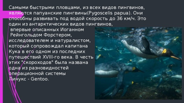 Самыми быстрыми пловцами, из всех видов пингвинов, являются папуанские пингвины(Pygoscelis papua). Они способны развивать под водой скорость до 36 км/ч. Это один из антарктических видов пингвинов,  впервые описанных Иоганном  Рейнгольдом Форстером,  исследователем и натуралистом,  который сопровождал капитана  Кука в его одном из последних  путешествий XVIII-го века. В честь  этих 