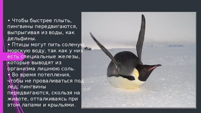 Рассмотрите фото на рисунке 110 как пингвины приспособились к жизни в суровых условиях