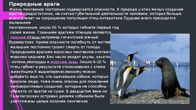 Природные враги Жизнь пингвинов постоянно подвергается опасности. В природе у этих милых созданий врагов предостаточно, не считая губительной деятельности человека, которая больше всего влияет на сокращение популяции птиц Антарктики.Труднее всего приходится маленьким пингвинчикам, около 50 % которых гибнетв первый год  своей жизни. Главными врагами птенцов являются  хищные птицы, например гигантский южный буревестник. Кроме опасности погибнуть от когтей  малышам постоянно грозит смерть от голода.  Природными врагами взрослых пингвинов считаются  морские хищники . Вих число входят акулы, касатки,  котики,леопарды и морские львы. Около 6-10 % птиц гибнет в результате столкновения с этими животными.К вышеперечисленному можно добавить еще то, что одичавшие собаки, которых бросили люди, тоже очень опасны для поселений неповоротливых созданий, которые не способны убежать от врагов на суше. В двадцатом веке на Галапагосских островах дикими собаками были уничтожены целые колонии пингвинов  