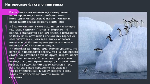 Интересные факты о пингвинах В колониях этих нелетающих птиц разных видов происходит много любопытного. Некоторые интересные факты о пингвинах представим сейчас вашему вниманию: • В колониях пингвинов создаются настоящие «детские садики». Птенцы в возрасте 4-6 недель собираются в одном месте, а наблюдать за малышами оставляют нескольких взрослых «воспитателей». Родители, таким образом, могут все свободное время уделять поискам пищи для себя и своих птенцов.  • Наблюдая за пингвинами, можно увидеть, что когда они подходят к берегу, то вначале просто стоят, посматривая друг на друга, нырять долго никто не решается. Спустя некоторое время находится один первопроходец, который смело прыгает в воду. За ним сразу же спешат все остальные. Такое поведение называется «эффект пингвина». К слову сказать, среди людей тоже часто создаются такие же ситуации. 