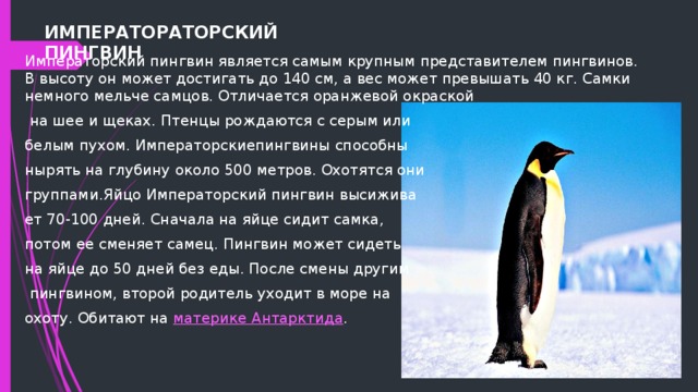 ИМПЕРАТОРАТОРСКИЙ ПИНГВИН Императорский пингвин является самым крупным представителем пингвинов. В высоту он может достигать до 140 см, а вес может превышать 40 кг. Самки немного мельче самцов. Отличается оранжевой окраской  на шее и щеках. Птенцы рождаются с серым или белым пухом. Императорскиепингвины способны нырять на глубину около 500 метров. Охотятся они группами.Яйцо Императорский пингвин высижива ет 70-100 дней. Сначала на яйце сидит самка, потом ее сменяет самец. Пингвин может сидеть на яйце до 50 дней без еды. После смены другим  пингвином, второй родитель уходит в море на охоту. Обитают на материке Антарктида . 