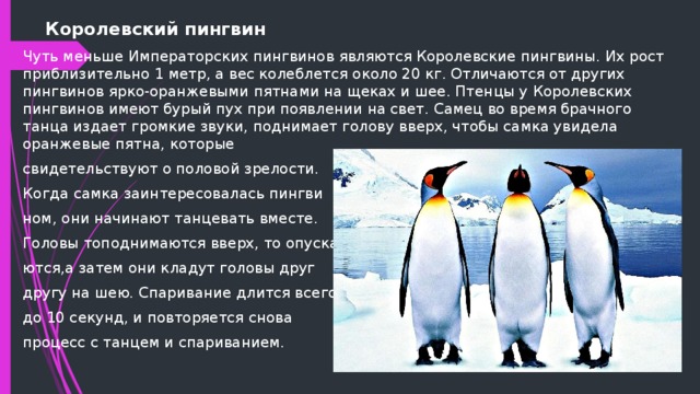 Презентация про пингвинов