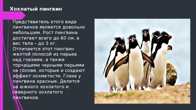 Хохлатый пингвин Представитель этого вида пингвинов является довольно небольшим. Рост пингвина достигает всего до 60 см, а вес тела – до 3 кг. Отличается этот пингвин желтой полосой из перьев над глазами, а также торчащими черными перьями на голове, которые и создают эффект лохматости. Глаза у пингвина красные. Делится на южного хохлатого и северного хохлатого пингвинов . 