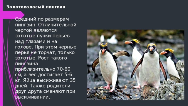 Золотоволосый пингвин Средний по размерам пингвин. Отличительной чертой являются золотые пучки перьев над глазами и на голове. При этом черные перья не торчат, только золотые. Рост такого пингвина приблизительно 70-80 см, а вес достигает 5-6 кг. Яйца высиживают 35 дней. Также родители друг друга сменяют при высиживании. 