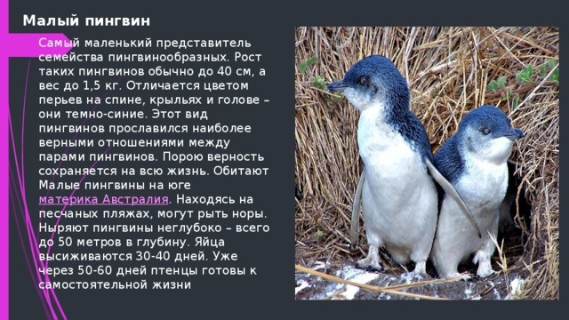 Малый пингвин Самый маленький представитель семейства пингвинообразных. Рост таких пингвинов обычно до 40 см, а вес до 1,5 кг. Отличается цветом перьев на спине, крыльях и голове – они темно-синие. Этот вид пингвинов прославился наиболее верными отношениями между парами пингвинов. Порою верность сохраняется на всю жизнь. Обитают Малые пингвины на юге материка Австралия . Находясь на песчаных пляжах, могут рыть норы. Ныряют пингвины неглубоко – всего до 50 метров в глубину. Яйца высиживаются 30-40 дней. Уже через 50-60 дней птенцы готовы к самостоятельной жизни 