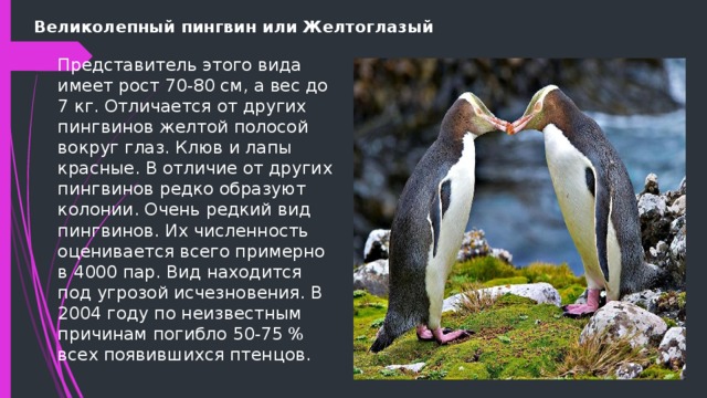 Великолепный пингвин или Желтоглазый Представитель этого вида имеет рост 70-80 см, а вес до 7 кг. Отличается от других пингвинов желтой полосой вокруг глаз. Клюв и лапы красные. В отличие от других пингвинов редко образуют колонии. Очень редкий вид пингвинов. Их численность оценивается всего примерно в 4000 пар. Вид находится под угрозой исчезновения. В 2004 году по неизвестным причинам погибло 50-75 % всех появившихся птенцов. 