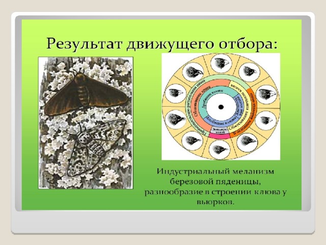 Движущий естественный отбор картинки