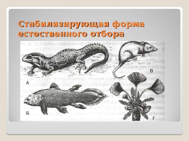 Стабилизирующая форма естественного отбора 