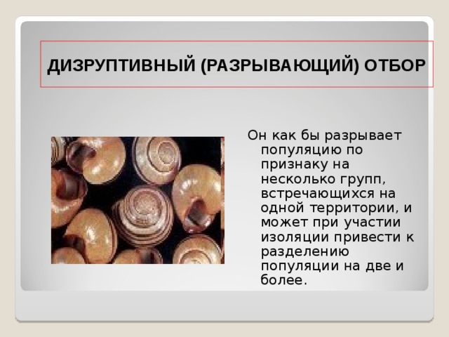 ДИЗРУПТИВНЫЙ (РАЗРЫВАЮЩИЙ) ОТБОР Он как бы разрывает популяцию по признаку на несколько групп, встречающихся на одной территории, и может при участии изоляции привести к разделению популяции на две и более. 