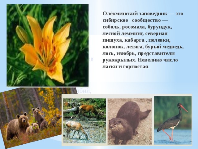 Презентация заповедники якутии