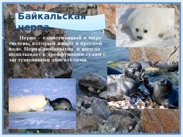 Байкальская нерпа   Нерпа - единственный в мире тюлень, который живёт в пресной воде. Нерпа любопытна и иногда подплывает к дрейфующим судам с заглушенными двигателями.