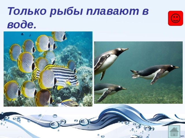 Только рыбы плавают в воде. 