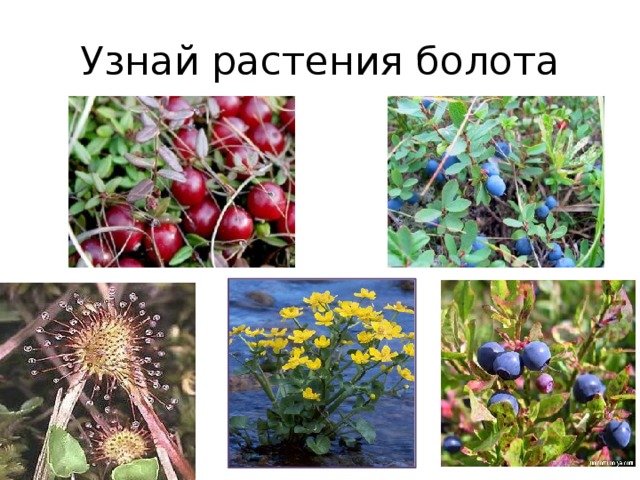 Растения болота картинки и названия