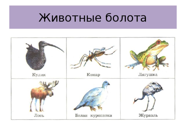 Обитатели болот рисунок