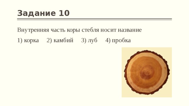 Задание 10 Внутренняя часть коры стебля носит название 1) корка 2) камбий 3) луб 4) пробка 
