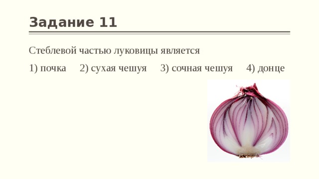 Задание 11 Стеблевой частью луковицы является 1) почка 2) сухая чешуя 3) сочная чешуя 4) донце 