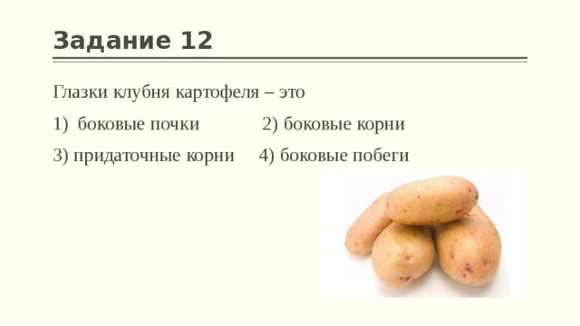 Задание 12 Глазки клубня картофеля – это боковые почки 2) боковые корни 3) придаточные корни 4) боковые побеги 