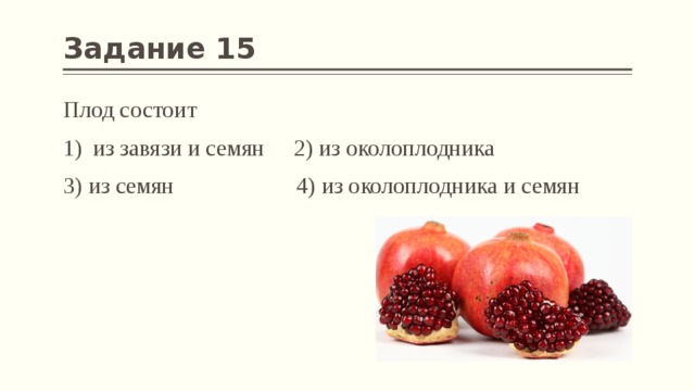 Задание 15 Плод состоит из завязи и семян 2) из околоплодника 3) из семян 4) из околоплодника и семян 