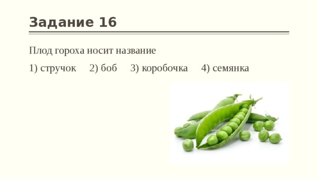Задание 16 Плод гороха носит название 1) стручок 2) боб 3) коробочка 4) семянка 