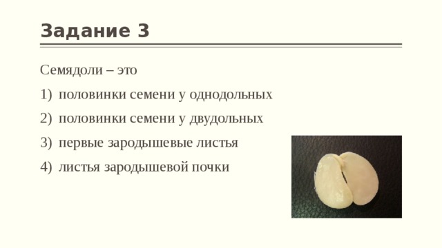 Задание 3 Семядоли – это половинки семени у однодольных половинки семени у двудольных первые зародышевые листья листья зародышевой почки 
