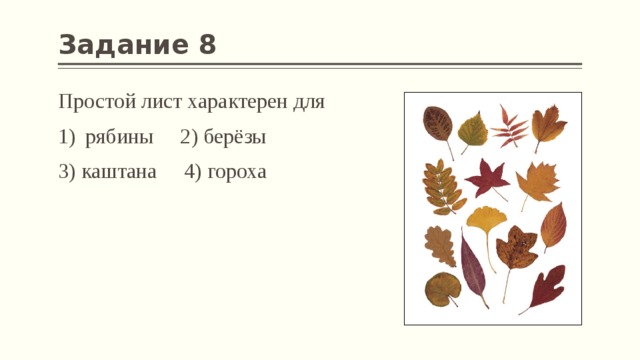 Задание 8 Простой лист характерен для рябины 2) берёзы 3) каштана 4) гороха 