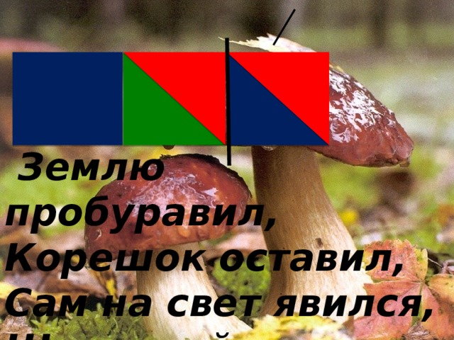  Землю пробуравил,  Корешок оставил,  Сам на свет явился,  Шапочкой прикрылся . 