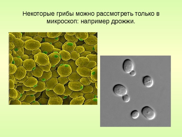 Некоторые грибы можно рассмотреть только в микроскоп: например дрожжи. 