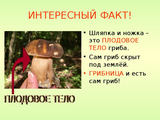 ИНТЕРЕСНЫЙ ФАКТ! Шляпка и ножка – это ПЛОДОВОЕ ТЕЛО гриба. Сам гриб скрыт под землёй. ГРИБНИЦА и есть сам гриб! 