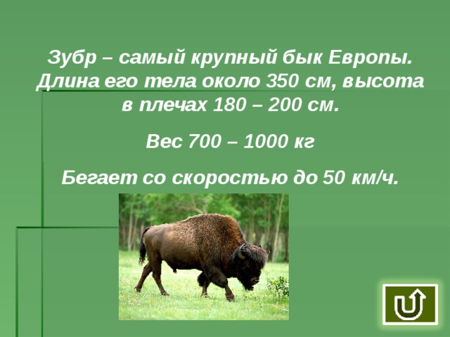Зубр – самый крупный бык Европы. Длина его тела около 350 см, высота в плечах 180 – 200 см. Вес 700 – 1000 кг Бегает со скоростью до 50 км/ч.
