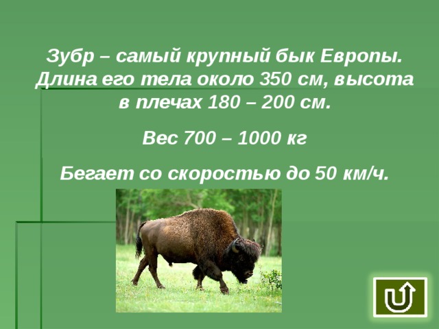 Газель томпсона если бы бежала 6 часов со своей максимальной скоростью пробежал бы 480 км