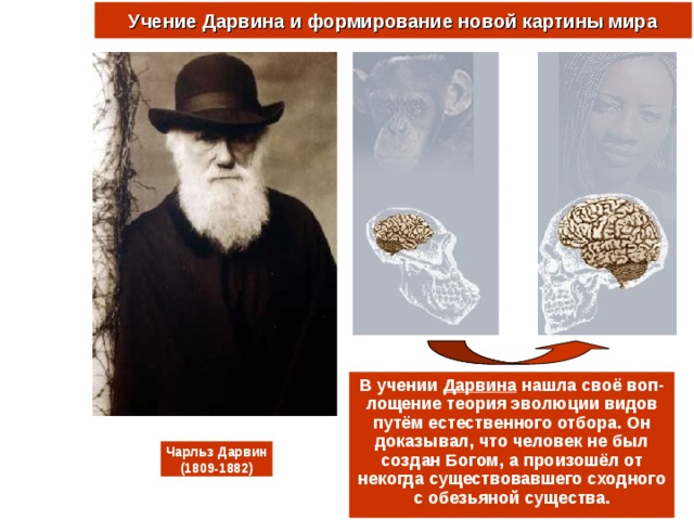 Учение Дарвина и формирование новой картины мира В учении Дарвина нашла своё воп-лощение теория эволюции видов путём естественного отбора. Он доказывал, что человек не был создан Богом, а произошёл от некогда существовавшего сходного с обезьяной существа. Чарльз Дарвин (1809-1882) 