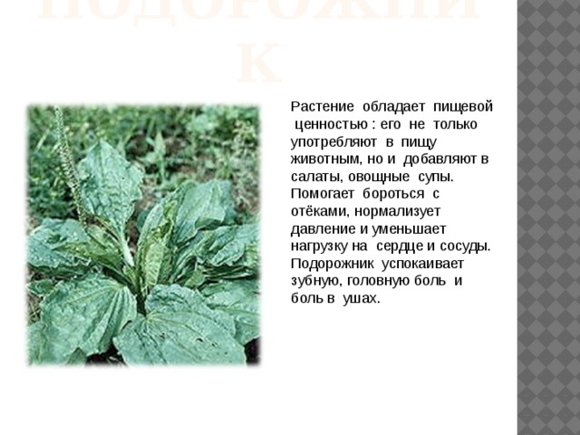 подорожник Растение обладает пищевой ценностью : его не только употребляют в пищу животным, но и добавляют в салаты, овощные супы. Помогает бороться с отёками, нормализует давление и уменьшает нагрузку на сердце и сосуды. Подорожник успокаивает зубную, головную боль и боль в ушах. 
